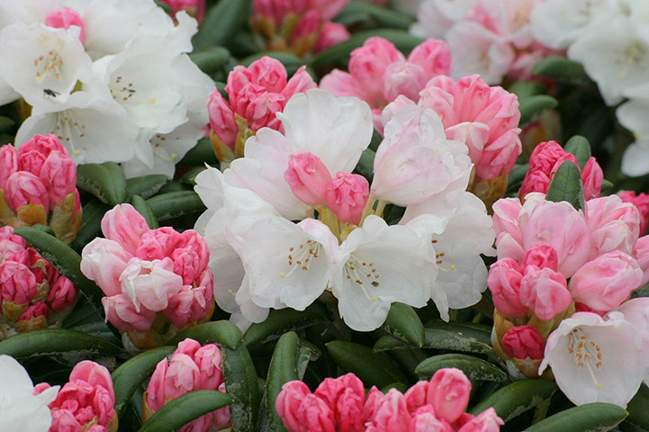 RHS plant of centenary: Rhododendron yakushimanum