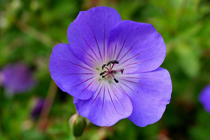 RHS plant of centenary: Geranium 'Rozanne'