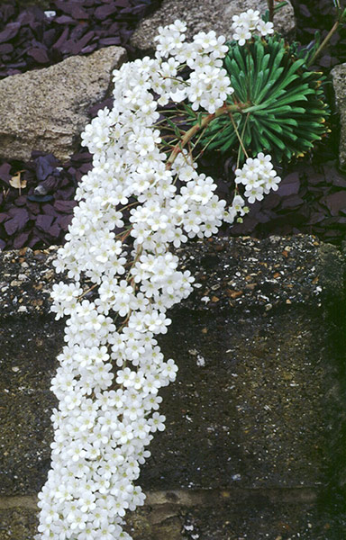 RHS plant of centenary: Saxifraga ‘Tumbling Waters’