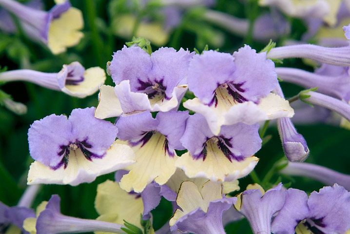 RHS plant of centenary: Streptocarpus ‘Harlequin Blue’