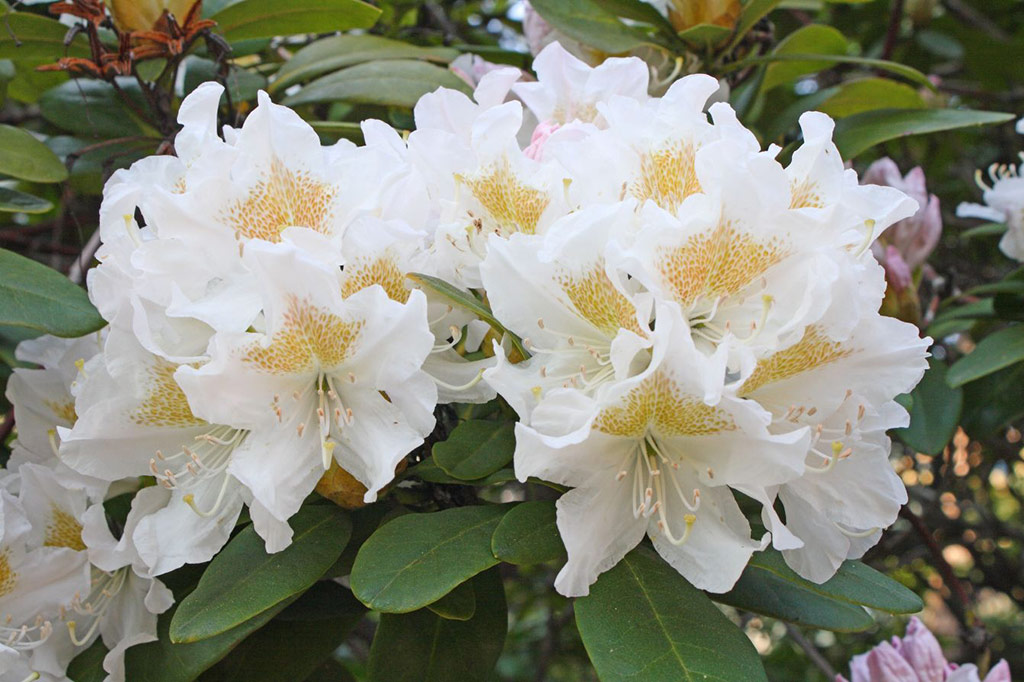 Rhododendron 'Cunningham's White'