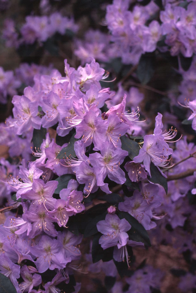 Rhododendron augustinii