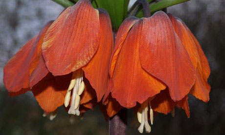 Crown imperial (Fritillaria imperialis)
