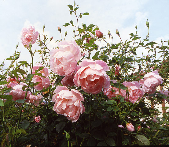 Transparent plants: Rosa 'Windflower'