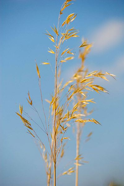 Transparent plants: Stipa gigantea 'Gold Fontaene'