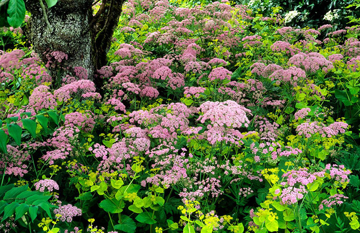 Transparent plants: Smyrnium perfoliatum and Chaerophyllum hirsutum 'Roseum'