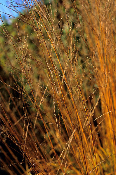 Transparent plants: Molinia caerulea subsp arundinacea 'Transparent'
