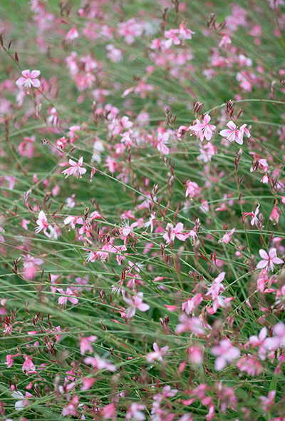 Transparent plants: Gaura lindheimeri 'Siskiyou Pink'