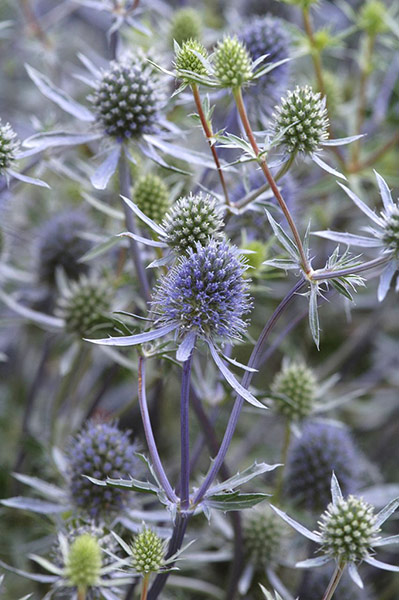 Transparent plants: Eryngium planum