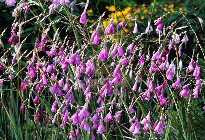 Transparent plants: Dierama pulcherrimum