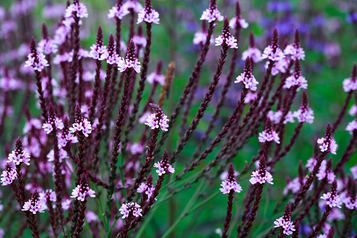 Transparent plants: Verbena hastata f. rosea