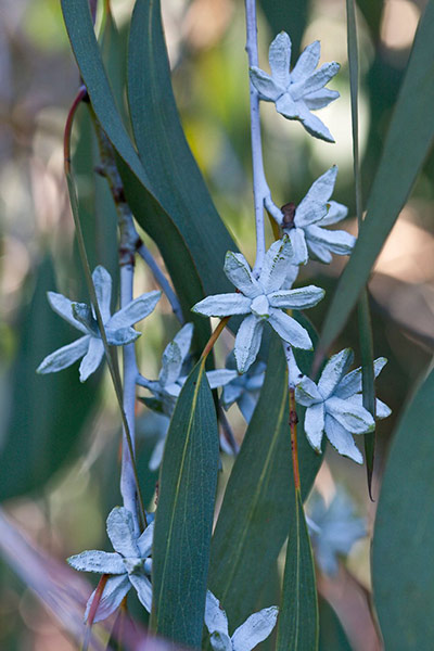 Australian plants: Gum tree, Eucalyptus pauciflora subsp. debeuzevillei)