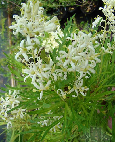 Australian plants: Guitar plant (Lomatia tinctoria)