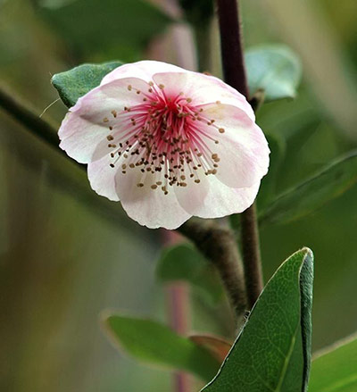 Australian plants: Leatherwood (Eucryphia lucida ‘Pink Cloud’)