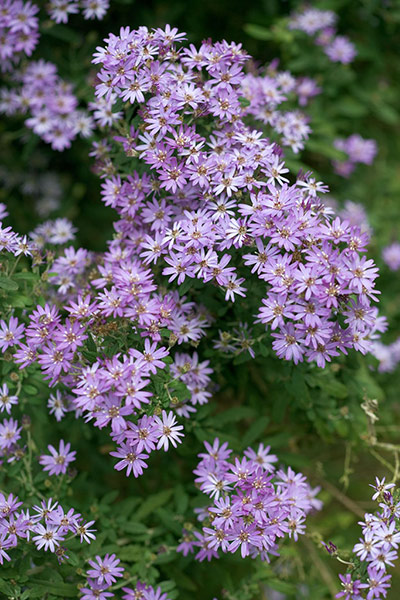 Australian plants: Dusty daisy bush (Olearia phlogopappa ‘Combers Blue’) 