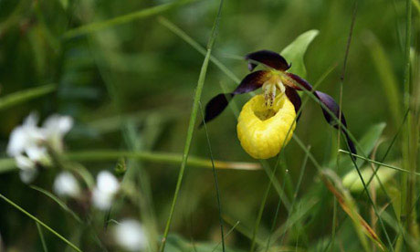 The lady's slipper orchid (Cypripedium calceolus)