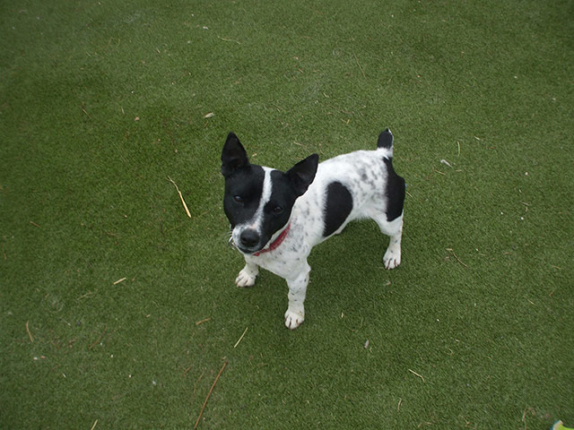 Dogs in need of a home: Cagney the Jack Russell