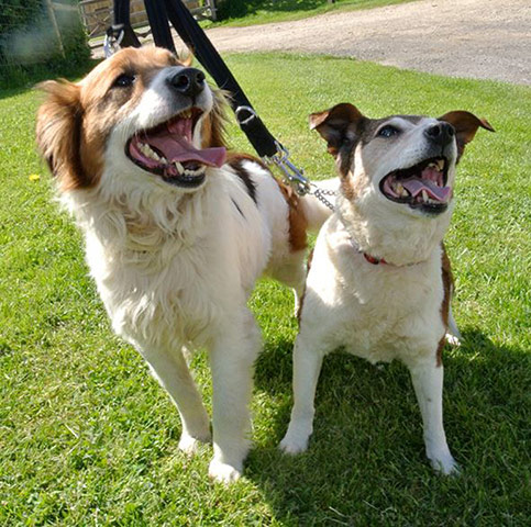 Dogs in need of a home: George and Mildred