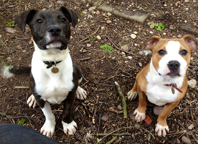 Dogs in need of a home: Buzz and Woody