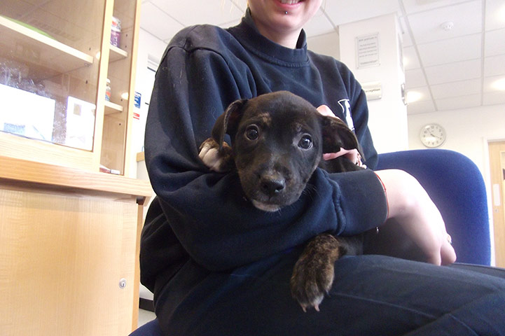 Dogs in need of a home: Cilla the Staffi