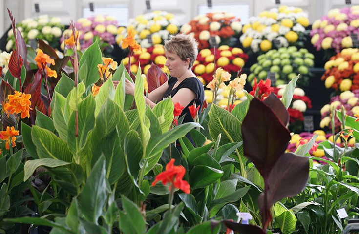 Hampton Court 2013: An exhibitor prepares a display of cannas in the Floral Marquee