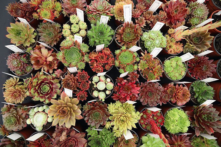 Hampton Court 2013: Sempervivums on display in the Floral Marquee at the Hampton Court 2013