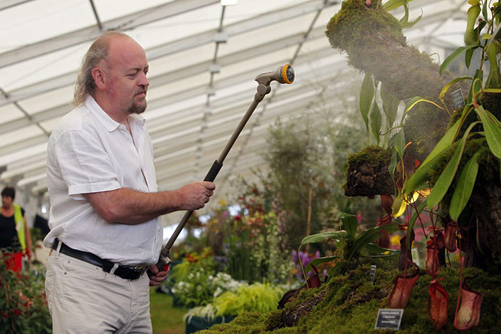 Hampton Court 2013: Bill Bailey waters a plant named after him at the Hampton Court flower show