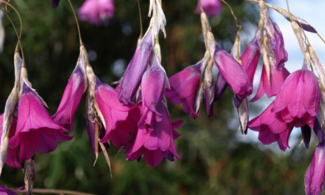Dierama pulcherrimum