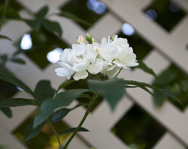 Tiny courtyard garden: Rosa banksiae var banksiae