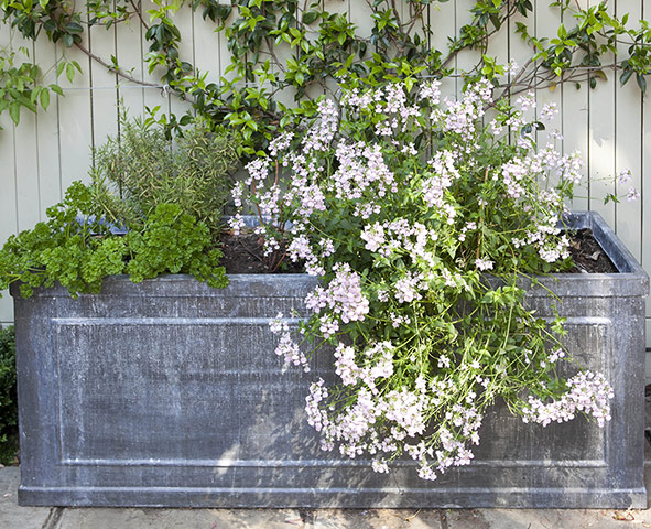 Tiny courtyard garden: A lead trough planter