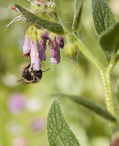 Alys on pollinators: Alys Fowler on pollinators