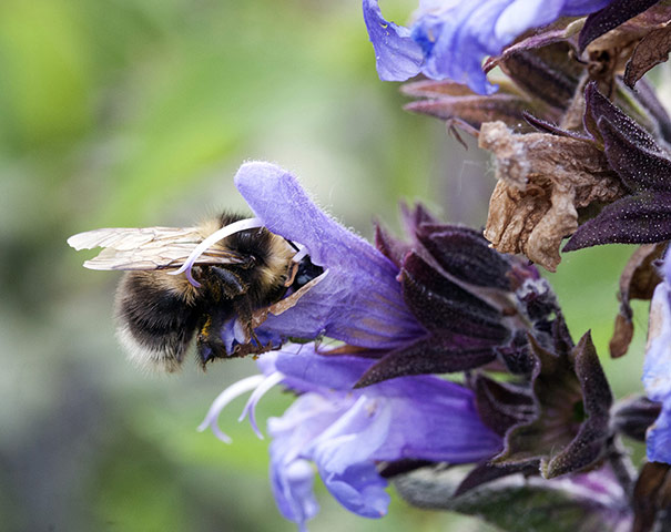 Alys on pollinators: Alys Fowler on pollinators