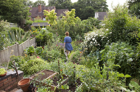 Alys on pollinators: Alys Fowler on pollinators