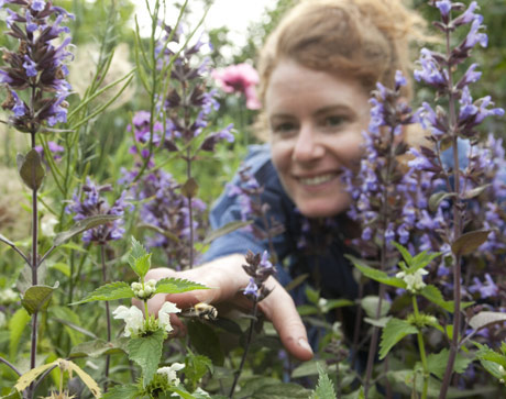 Alys on pollinators: Alys Fowler on pollinators