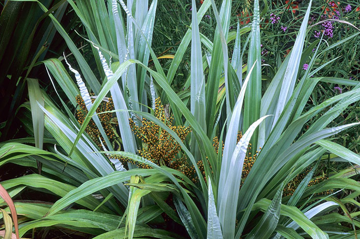 New Zealand plants: Astelia chathamica