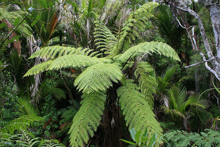 New Zealand plants: New Zealand tree fern (Cyathea medullaris)