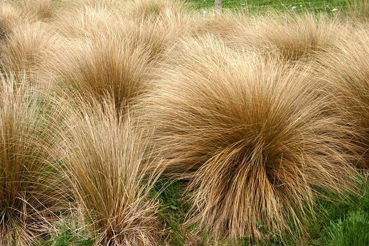 New Zealand plants: Golden red tussock grass