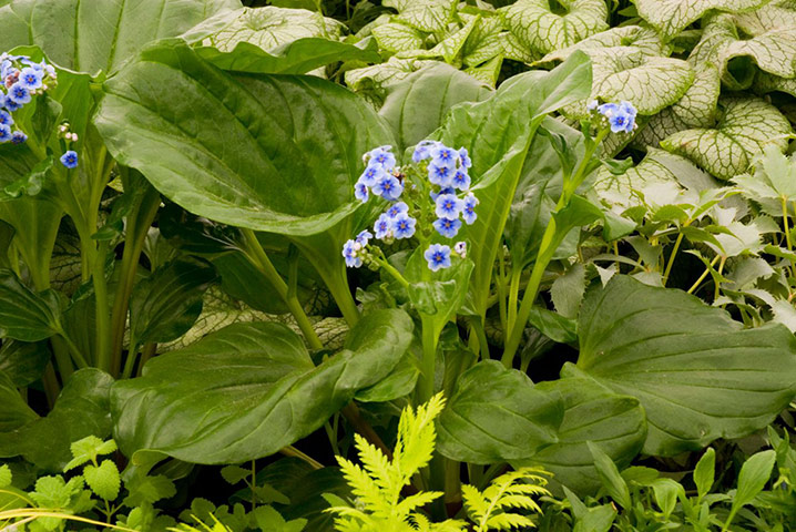 New Zealand plants: Chatham Islands forget-me-not (Myosotidium hortensia)