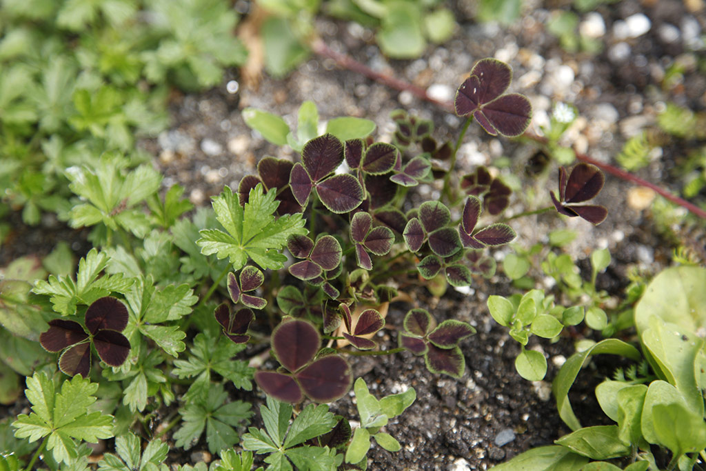 Floral lawn at Avondale Park, London