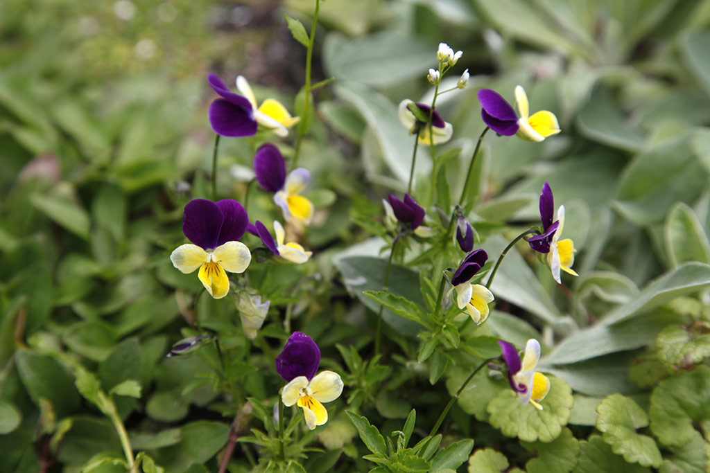 Floral lawn: Viola tricolor