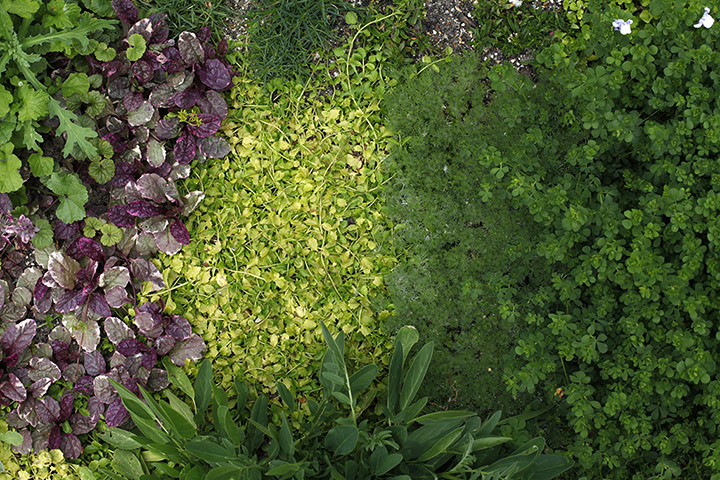 Floral lawn: Ajuga 'Burgundy Glow', Mazus reptans, Cotula hispida, Lotus maculatus