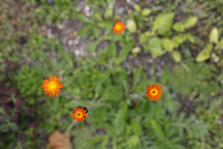 Floral lawn: Hieracium aurantiaca