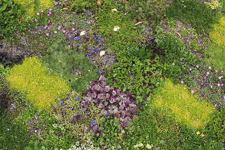 Floral lawn: Floral lawn at Avondale Park, London