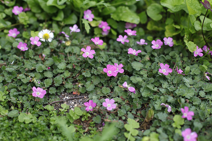 Floral lawn: Erodium variabile 'Bishops form'