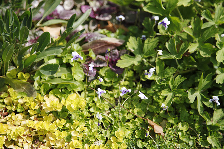 Floral lawn: Avondale flowering lawn