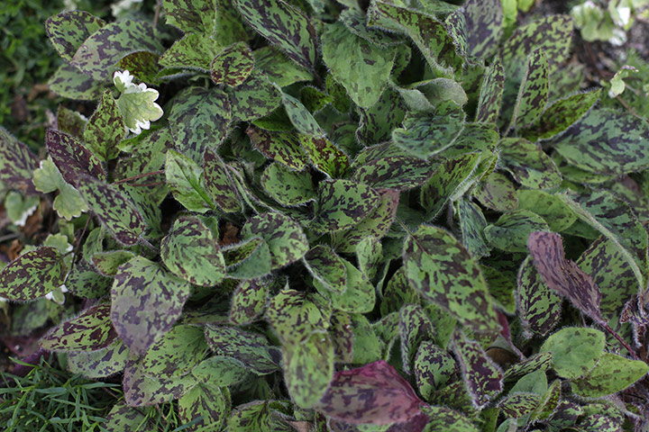 Floral lawn: Hieracium maculatum 'Leopard'