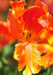 Tulip 'Orange Favourite'