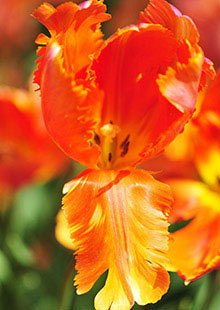 Tulip-Orange-Favourite-001.jpg