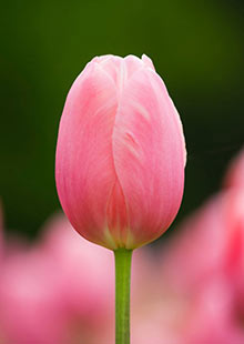 Tulip 'Menton'