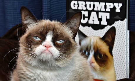 Grumpy Cat